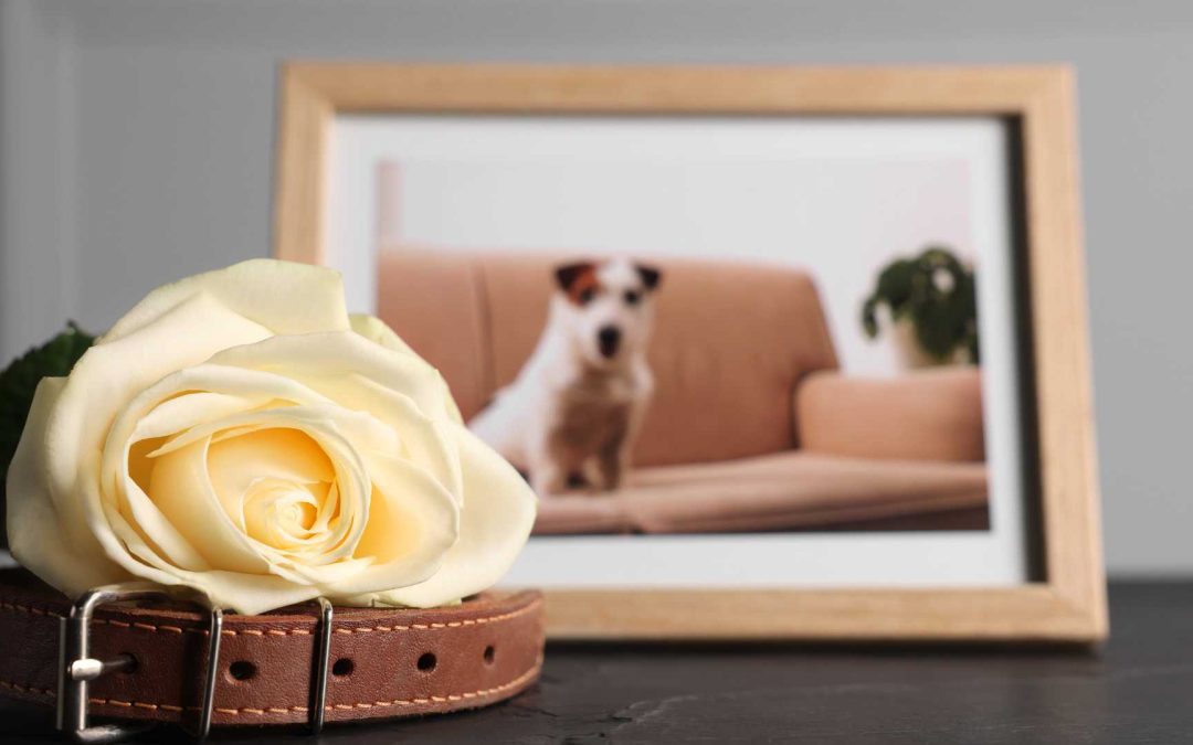 Losing a Beloved Pet